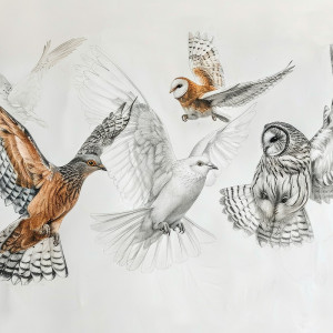 B_Chronotype_Owl
